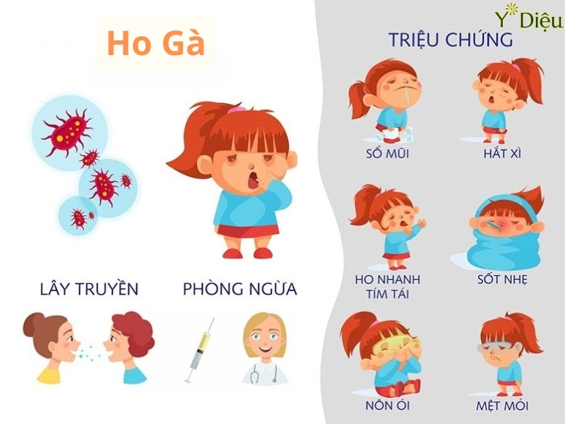 Cảnh Báo Cơn Ho Gà: Nguy Hiểm Và Cách Phòng Ngừa Hiệu Quả